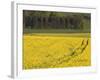 Mustard field by Grosbous, Sure River Valley, Luxembourg-Walter Bibikow-Framed Photographic Print