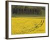 Mustard field by Grosbous, Sure River Valley, Luxembourg-Walter Bibikow-Framed Photographic Print