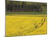 Mustard field by Grosbous, Sure River Valley, Luxembourg-Walter Bibikow-Mounted Photographic Print