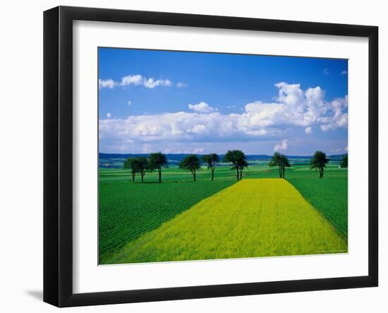 Mustard Field, Lower Austria-Walter Bibikow-Framed Photographic Print