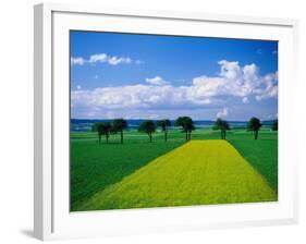 Mustard Field, Lower Austria-Walter Bibikow-Framed Photographic Print