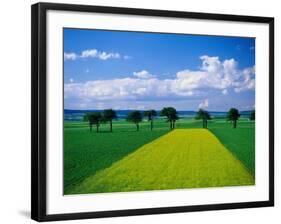 Mustard Field, Lower Austria-Walter Bibikow-Framed Photographic Print