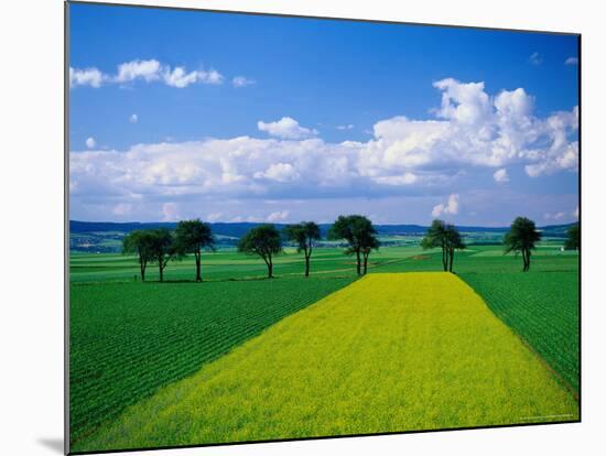 Mustard Field, Lower Austria-Walter Bibikow-Mounted Photographic Print