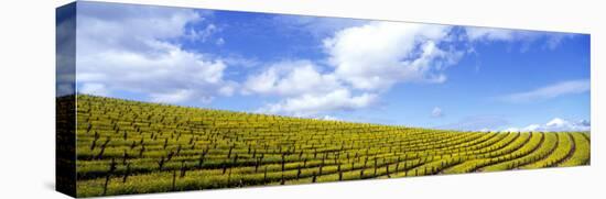 Mustard Fields, Napa Valley, California, USA-null-Stretched Canvas
