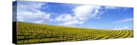 Mustard Fields, Napa Valley, California, USA-null-Stretched Canvas
