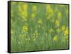 Mustard fields, Ohio.-Maresa Pryor-Framed Stretched Canvas