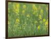 Mustard fields, Ohio.-Maresa Pryor-Framed Photographic Print