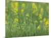 Mustard fields, Ohio.-Maresa Pryor-Mounted Photographic Print