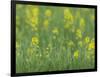 Mustard fields, Ohio.-Maresa Pryor-Framed Photographic Print