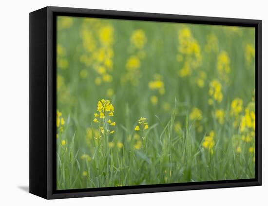 Mustard fields, Ohio.-Maresa Pryor-Framed Stretched Canvas