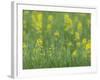 Mustard fields, Ohio.-Maresa Pryor-Framed Photographic Print