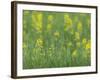 Mustard fields, Ohio.-Maresa Pryor-Framed Photographic Print