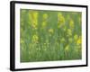 Mustard fields, Ohio.-Maresa Pryor-Framed Photographic Print