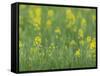 Mustard fields, Ohio.-Maresa Pryor-Framed Stretched Canvas