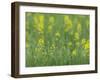 Mustard fields, Ohio.-Maresa Pryor-Framed Photographic Print