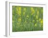 Mustard fields, Ohio.-Maresa Pryor-Framed Photographic Print