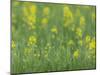 Mustard fields, Ohio.-Maresa Pryor-Mounted Photographic Print