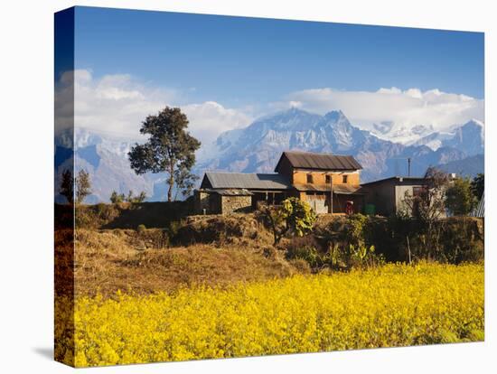 Mustard Fields with the Annapurna Range of the Himalayas in the Background, Gandaki, Nepal, Asia-Mark Chivers-Stretched Canvas