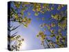 Mustard Flowers, Shaker Village of Pleasant Hill, Kentucky, USA-Adam Jones-Stretched Canvas