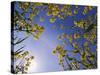 Mustard Flowers, Shaker Village of Pleasant Hill, Kentucky, USA-Adam Jones-Stretched Canvas