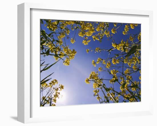 Mustard Flowers, Shaker Village of Pleasant Hill, Kentucky, USA-Adam Jones-Framed Photographic Print