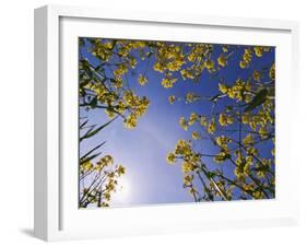 Mustard Flowers, Shaker Village of Pleasant Hill, Kentucky, USA-Adam Jones-Framed Photographic Print