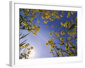 Mustard Flowers, Shaker Village of Pleasant Hill, Kentucky, USA-Adam Jones-Framed Photographic Print