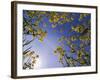 Mustard Flowers, Shaker Village of Pleasant Hill, Kentucky, USA-Adam Jones-Framed Photographic Print