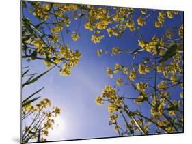 Mustard Flowers, Shaker Village of Pleasant Hill, Kentucky, USA-Adam Jones-Mounted Photographic Print