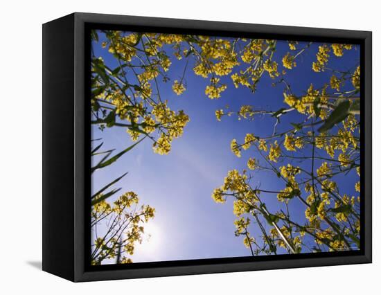 Mustard Flowers, Shaker Village of Pleasant Hill, Kentucky, USA-Adam Jones-Framed Stretched Canvas