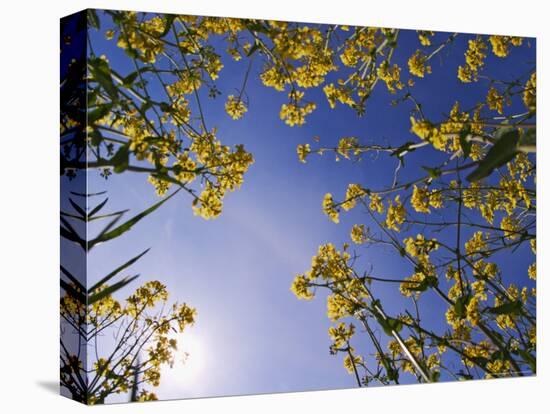 Mustard Flowers, Shaker Village of Pleasant Hill, Kentucky, USA-Adam Jones-Stretched Canvas