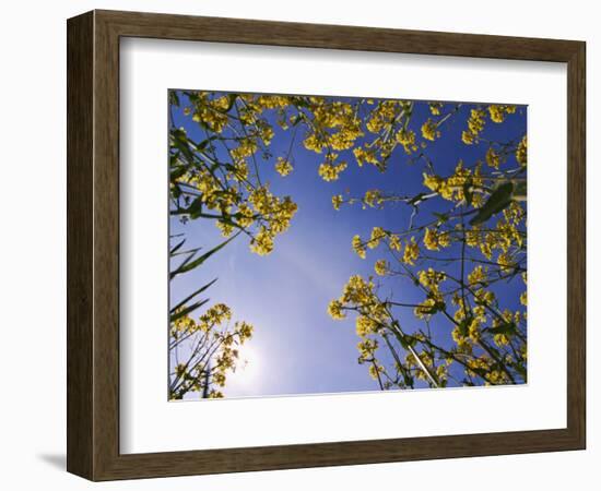 Mustard Flowers, Shaker Village of Pleasant Hill, Kentucky, USA-Adam Jones-Framed Photographic Print