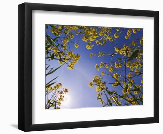 Mustard Flowers, Shaker Village of Pleasant Hill, Kentucky, USA-Adam Jones-Framed Photographic Print