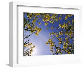 Mustard Flowers, Shaker Village of Pleasant Hill, Kentucky, USA-Adam Jones-Framed Photographic Print