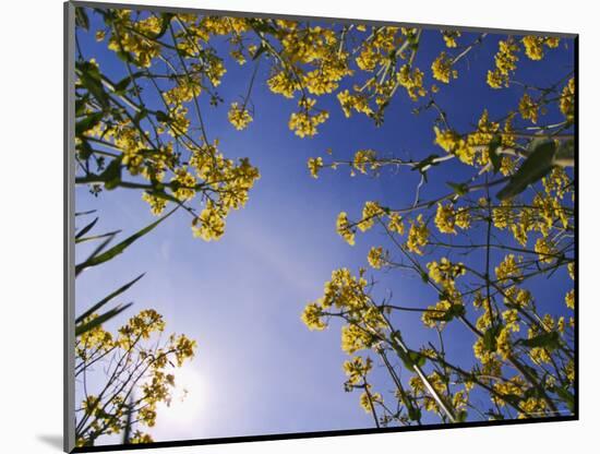 Mustard Flowers, Shaker Village of Pleasant Hill, Kentucky, USA-Adam Jones-Mounted Photographic Print