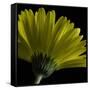 Mustard Gerbera on Black-Tom Quartermaine-Framed Stretched Canvas