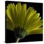 Mustard Gerbera on Black-Tom Quartermaine-Stretched Canvas