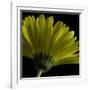 Mustard Gerbera on Black-Tom Quartermaine-Framed Giclee Print