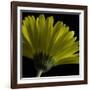 Mustard Gerbera on Black-Tom Quartermaine-Framed Giclee Print