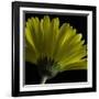 Mustard Gerbera on Black-Tom Quartermaine-Framed Giclee Print