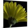 Mustard Gerbera on Black-Tom Quartermaine-Mounted Giclee Print