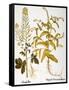 Mustard Plant, 1613-Besler Basilius-Framed Stretched Canvas