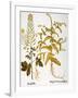 Mustard Plant, 1613-Besler Basilius-Framed Giclee Print