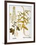 Mustard Plant, 1613-Besler Basilius-Framed Giclee Print