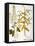 Mustard Plant, 1613-Besler Basilius-Framed Stretched Canvas