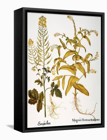 Mustard Plant, 1613-Besler Basilius-Framed Stretched Canvas