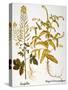 Mustard Plant, 1613-Besler Basilius-Stretched Canvas