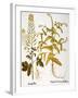 Mustard Plant, 1613-Besler Basilius-Framed Giclee Print