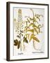 Mustard Plant, 1613-Besler Basilius-Framed Giclee Print