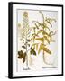 Mustard Plant, 1613-Besler Basilius-Framed Giclee Print